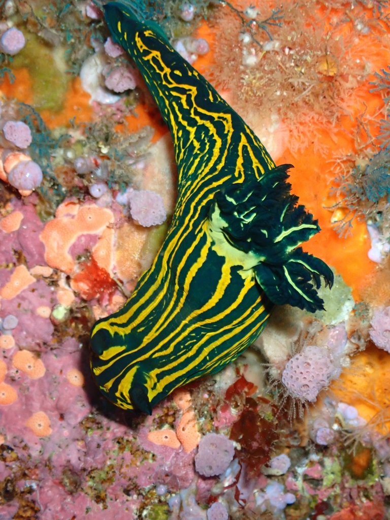 Tyrannodoris luteolineata