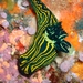 Tyrannodoris luteolineata - Photo (c) Lizz Santos, some rights reserved (CC BY-NC), uploaded by Lizz Santos