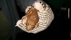 Eleutherodactylus inoptatus