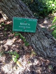 Acacia koaia