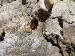 Aspiduchus cavernicola