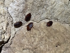 Aspiduchus cavernicola