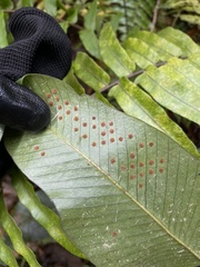Niphidium crassifolium