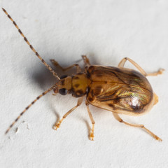 Metrioidea