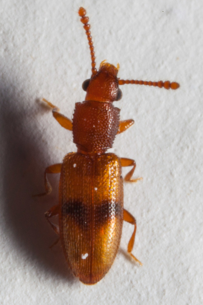 Monanus concinnulus