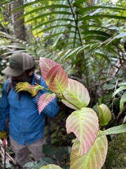 Pinzona coriacea