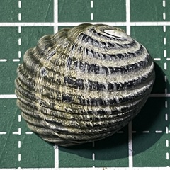 Nerita costata