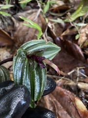 Psilochilus macrophyllus
