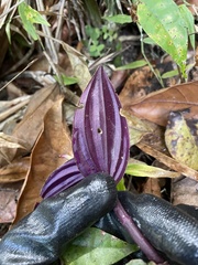 Psilochilus macrophyllus