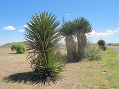 Yucca faxoniana
