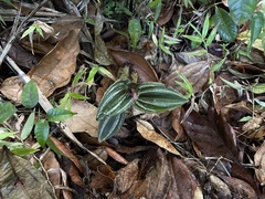Psilochilus macrophyllus
