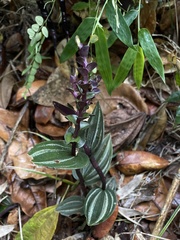 Psilochilus macrophyllus