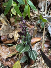 Psilochilus macrophyllus