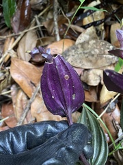 Psilochilus macrophyllus