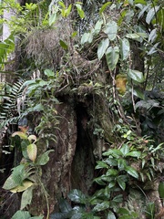 Terminalia tetraphylla