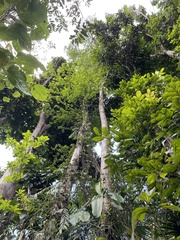 Terminalia tetraphylla