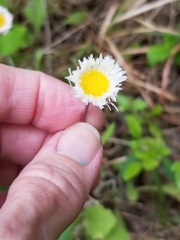 Erigeron procumbens