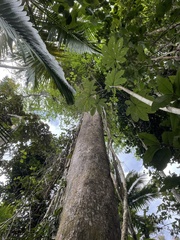 Terminalia tetraphylla