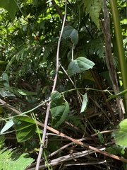 Passiflora tulae