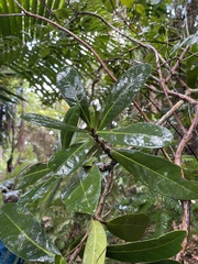 Tabebuia schumanniana