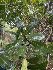 Tabebuia schumanniana