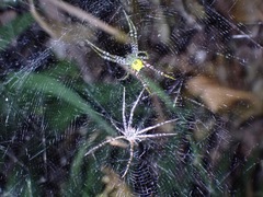 Cyrtophora cylindroides