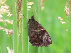 Panyapedaliodes drymaea