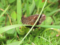 Panyapedaliodes drymaea