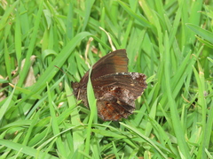 Panyapedaliodes drymaea