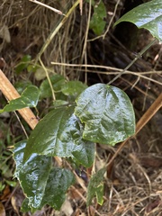 Passiflora tulae