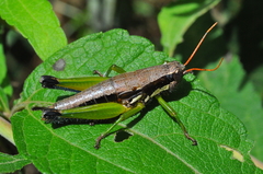 Pseudoscopas nigrigena