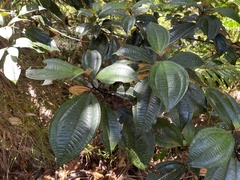 Miconia mirabilis