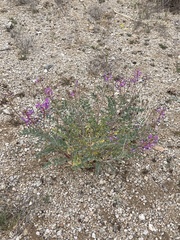 Astragalus mokiacensis