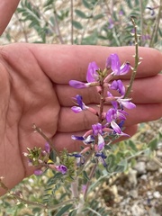 Astragalus mokiacensis