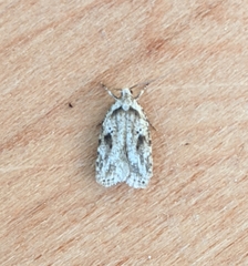 Agonopterix canadensis