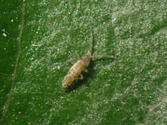 Entomobrya katzi