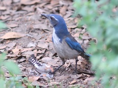 Aphelocoma californica