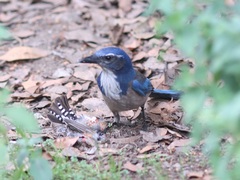 Aphelocoma californica