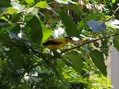 Oriolus chinensis maculatus