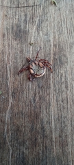 Amblyomma hebraeum