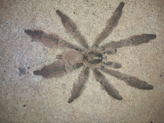 Psalmopoeinae