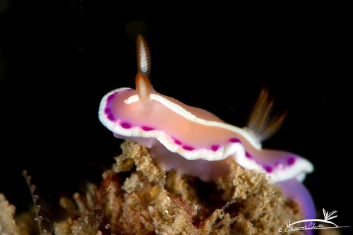 Verconia norba