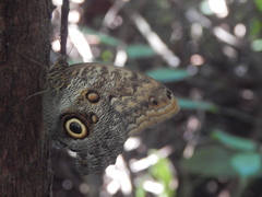 Caligo telamonius