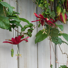 Passiflora antioquiensis