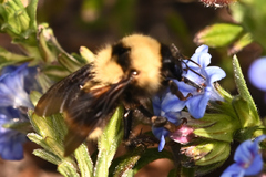 Bombus fervidus