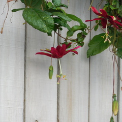 Passiflora antioquiensis