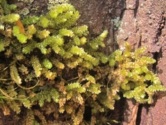 Weymouthia cochlearifolia