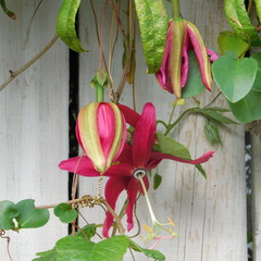 Passiflora antioquiensis