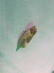 Henricus edwardsiana