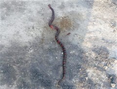 Lampropeltis micropholis